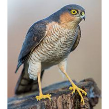hawk