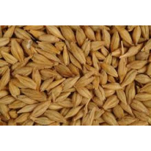 barley